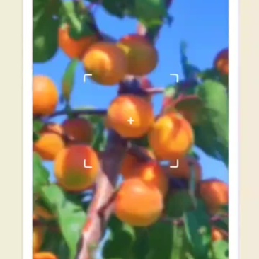小红杏