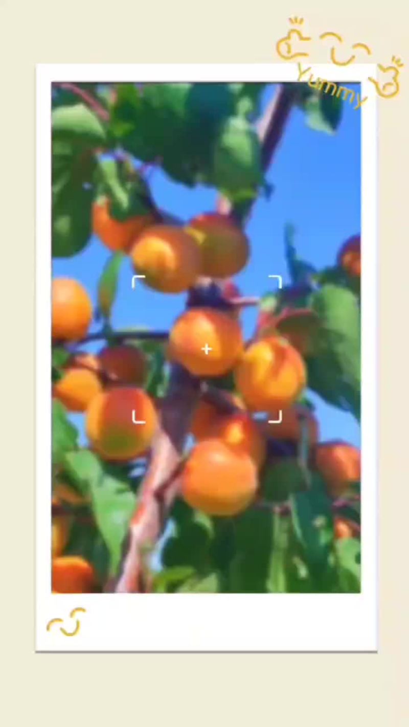 小红杏