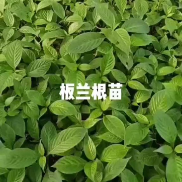 板兰根苗