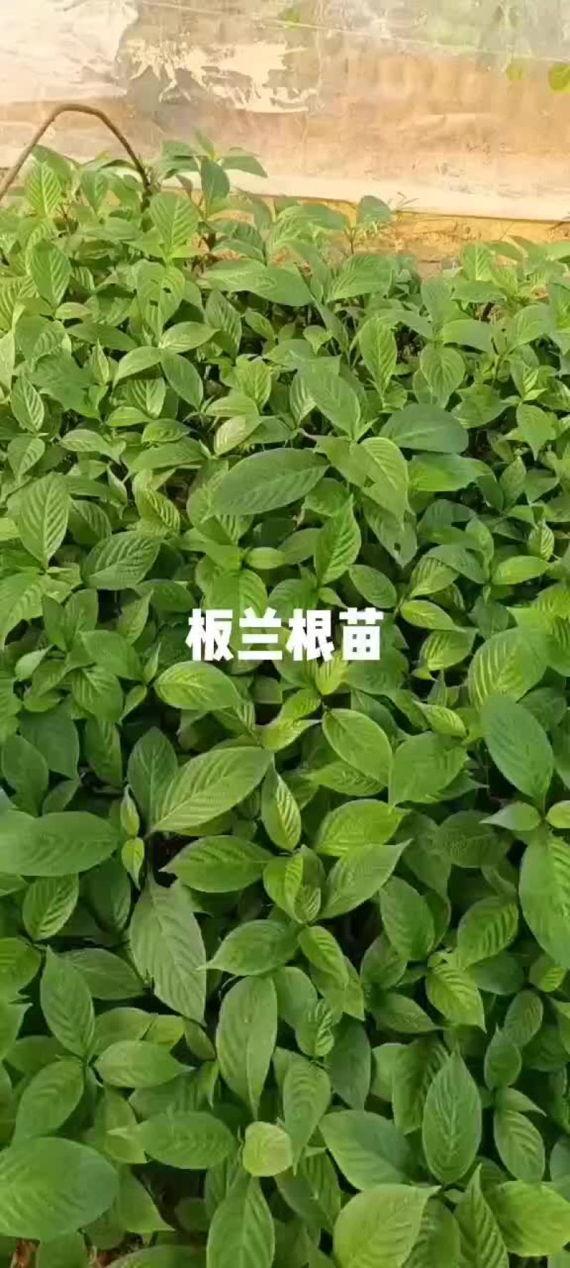 板兰根苗