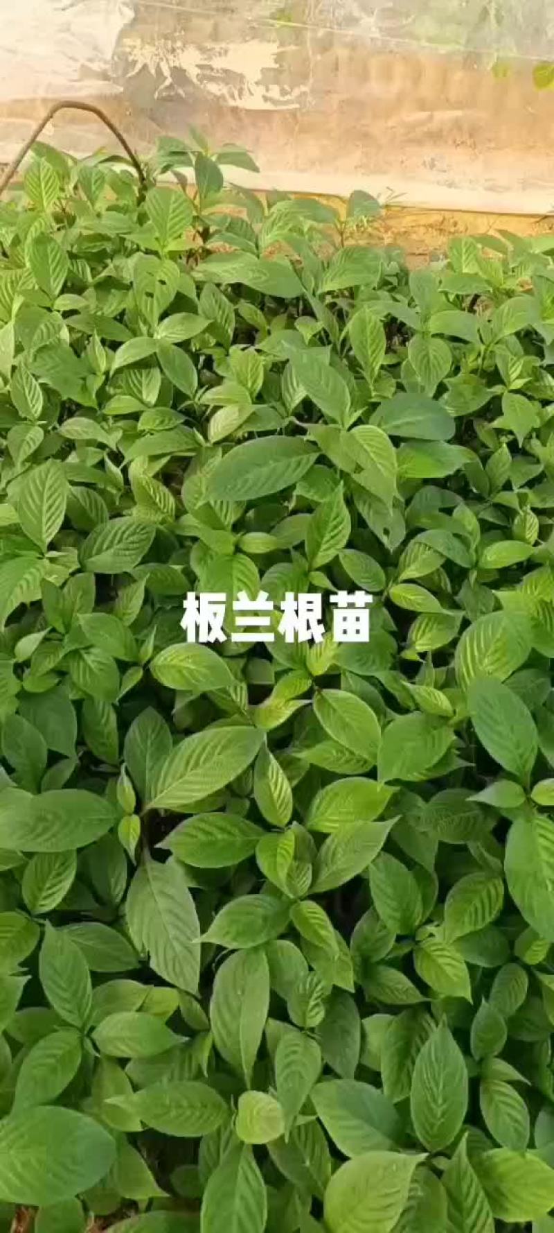 板兰根苗
