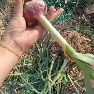 固安紫皮大蒜