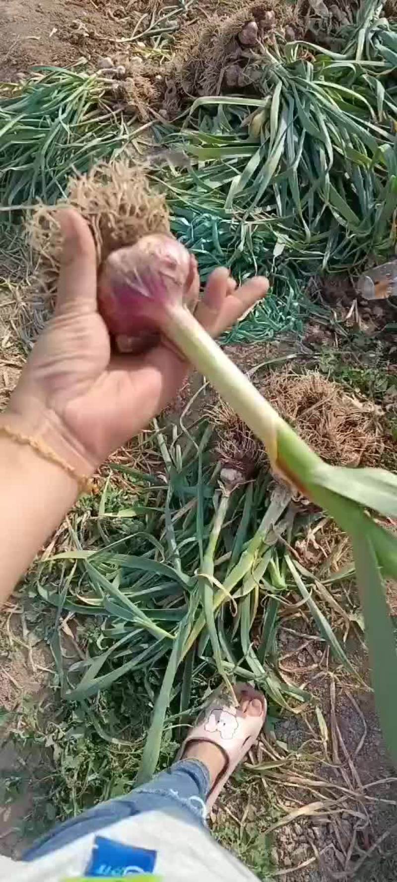 固安紫皮大蒜
