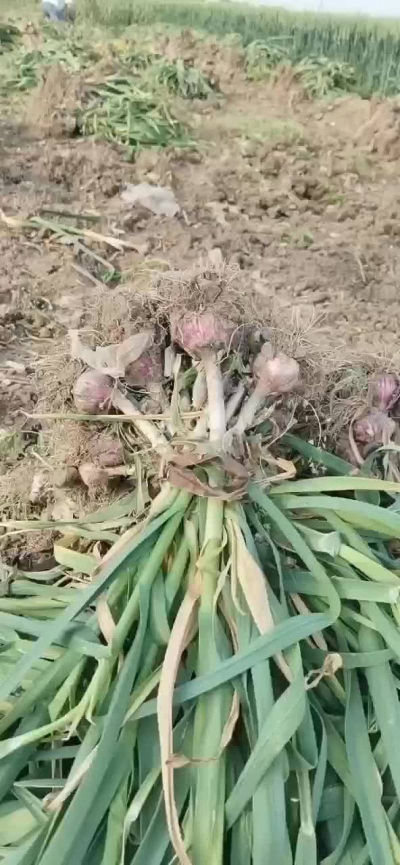 固安紫皮大蒜