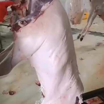 批发梅花鹿屠宰白条鹿，