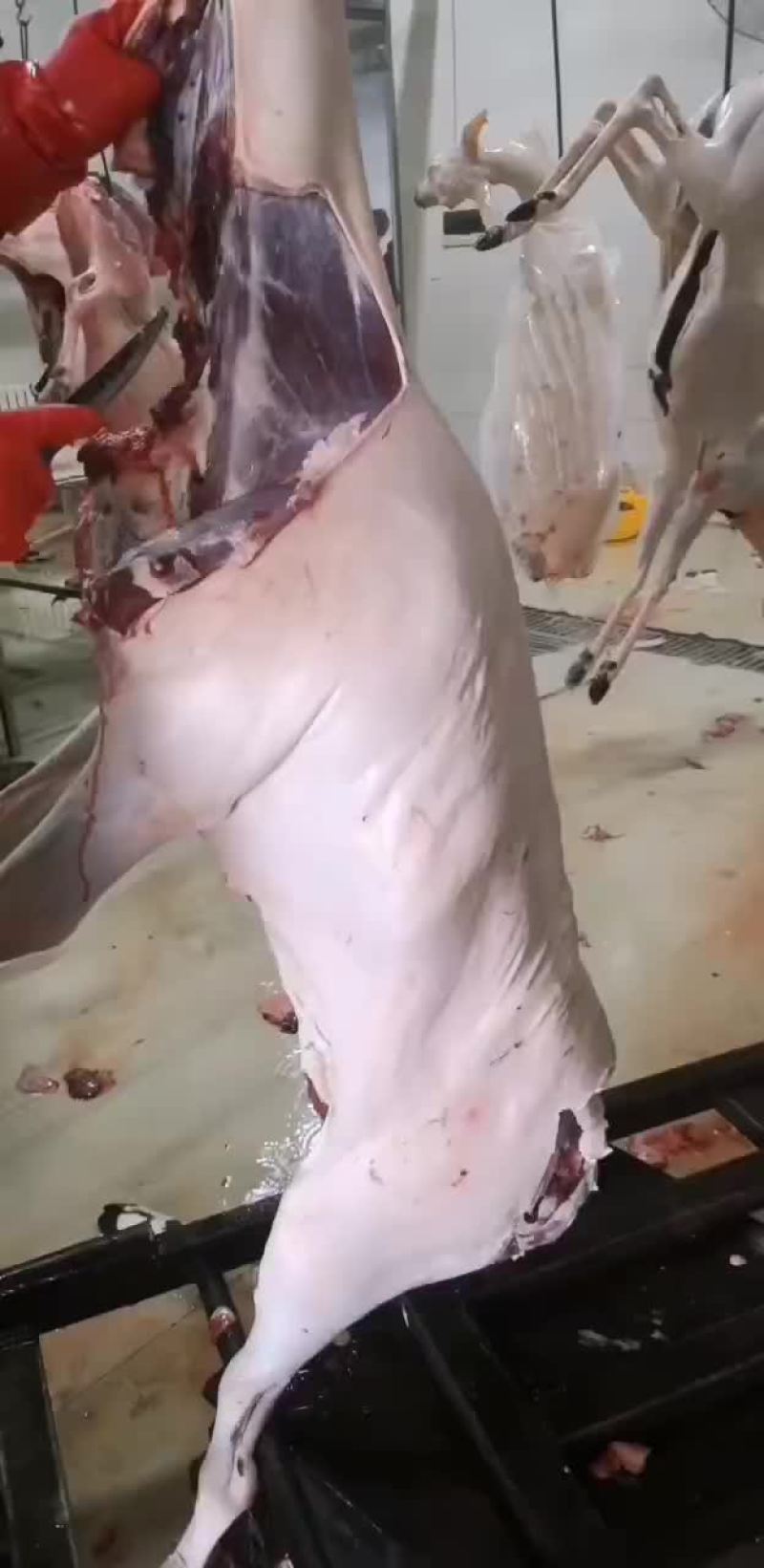 批发梅花鹿屠宰白条鹿，