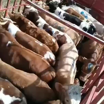 西门塔，架子牛，繁殖母牛，货源充足，欢迎新老顾客前来选购