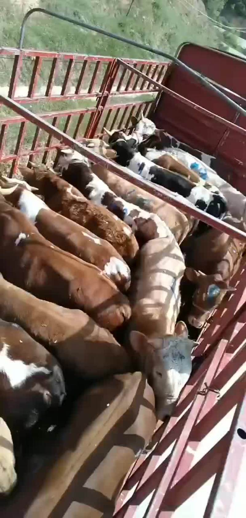 西门塔，架子牛，繁殖母牛，货源充足，欢迎新老顾客前来选购