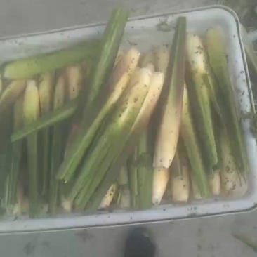 新鲜6月茭白品质保证