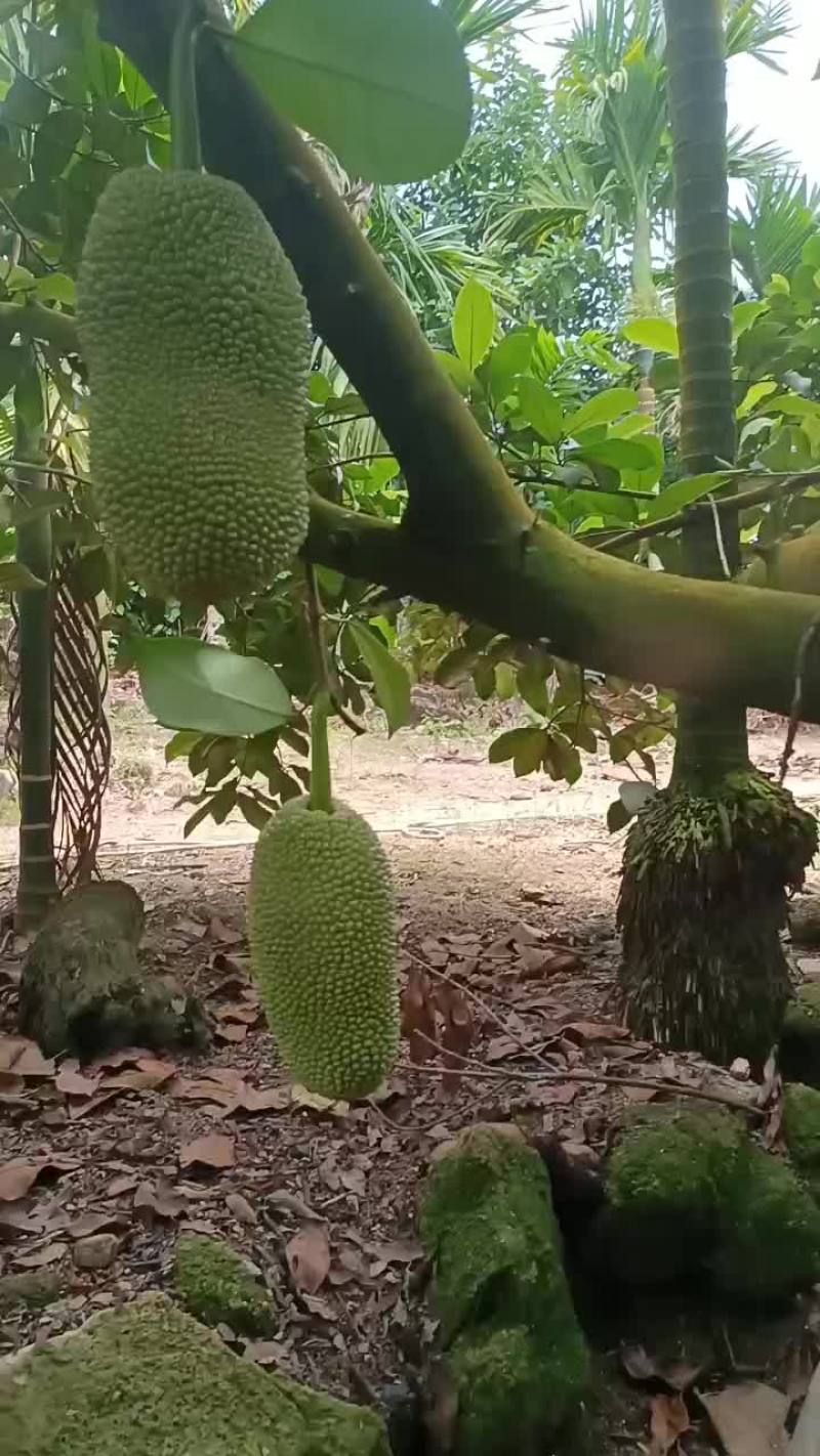 尖蜜拉