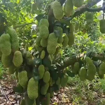 尖蜜拉