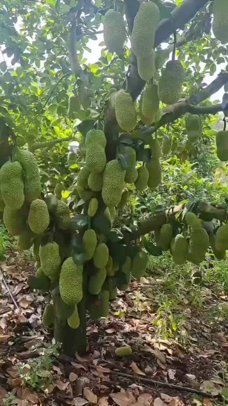 尖蜜拉