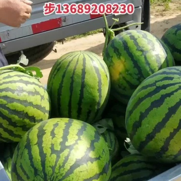 这几天我村的甜王己经大量上市了，欢迎大小客商都来我村拉来