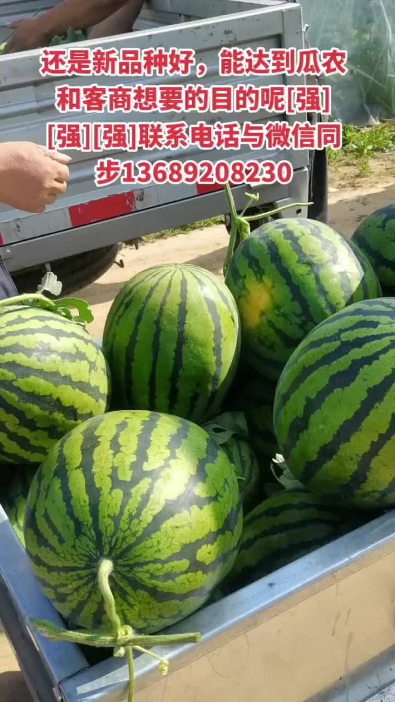 这几天我村的甜王己经大量上市了，欢迎大小客商都来我村拉来