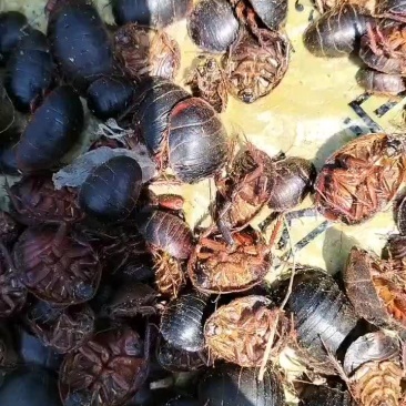 野生土元