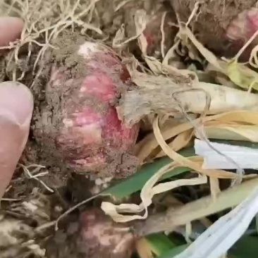 固安紫皮大蒜