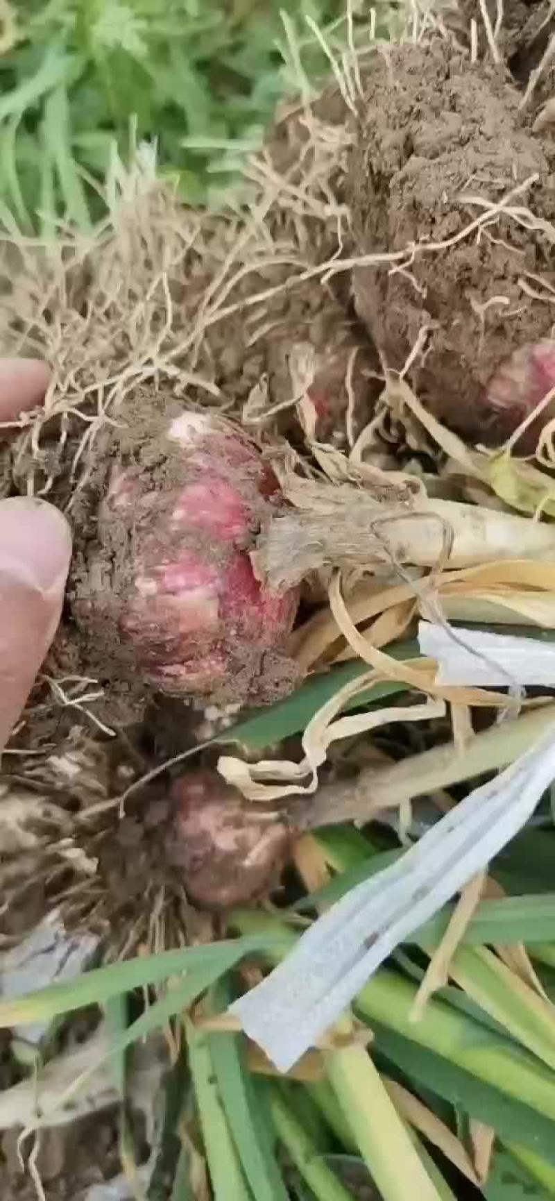 固安紫皮大蒜