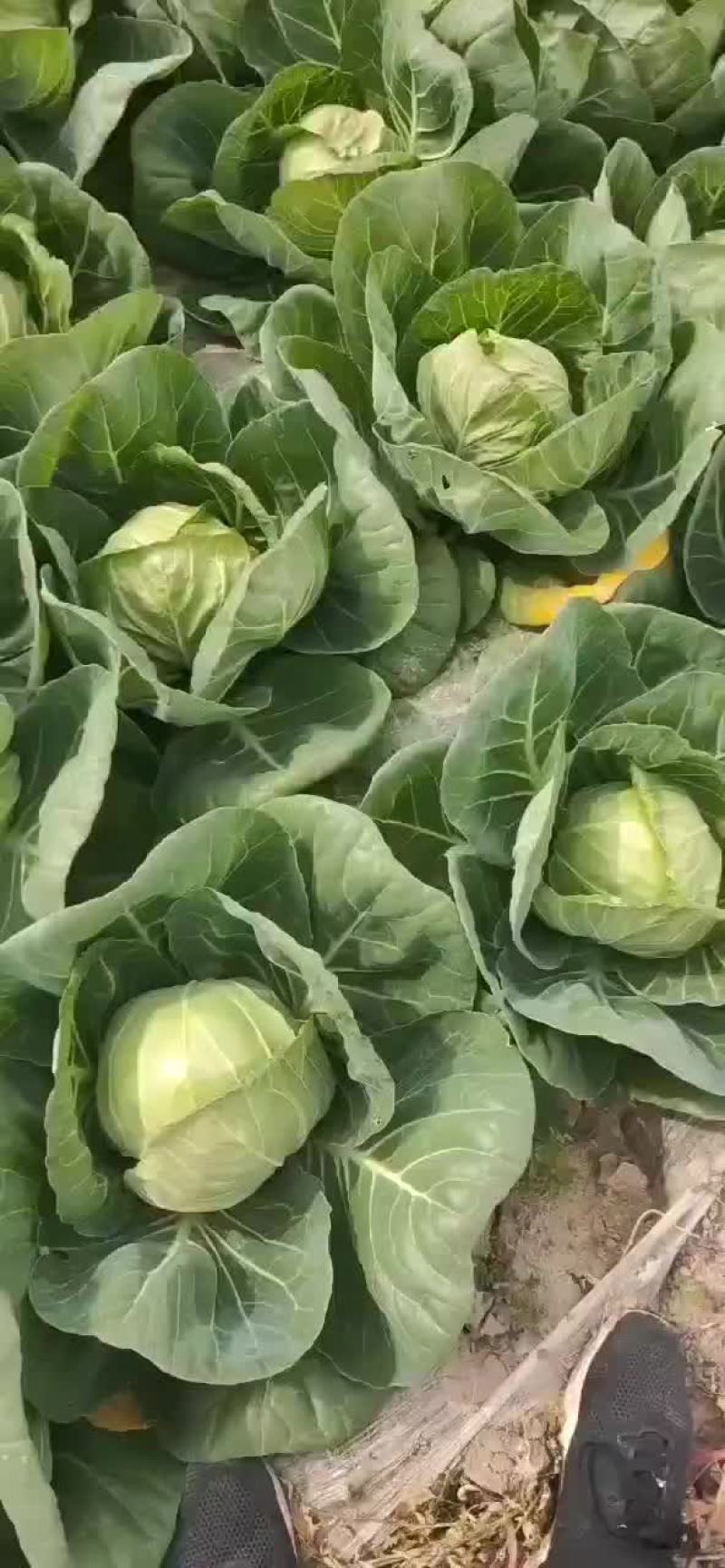 精品甘蓝上市！质量超好！