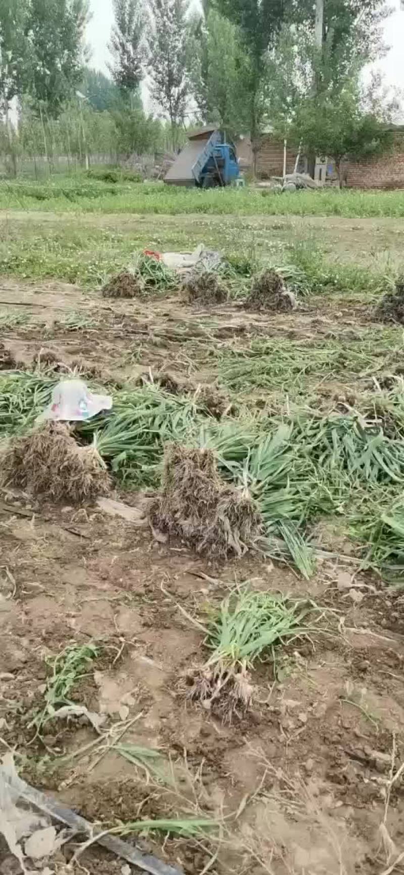 固安紫皮大蒜