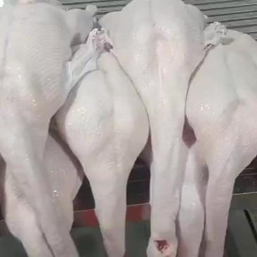 黑棕鹅