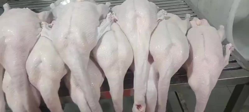 黑棕鹅