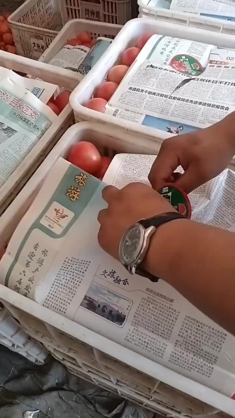 硬粉西红柿