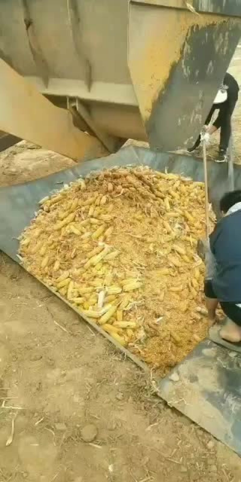 玉米脱粒机