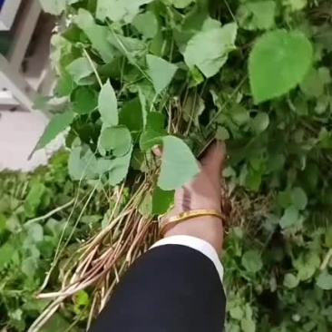 淫羊藿质量保障对接全国量大从优欢迎订购