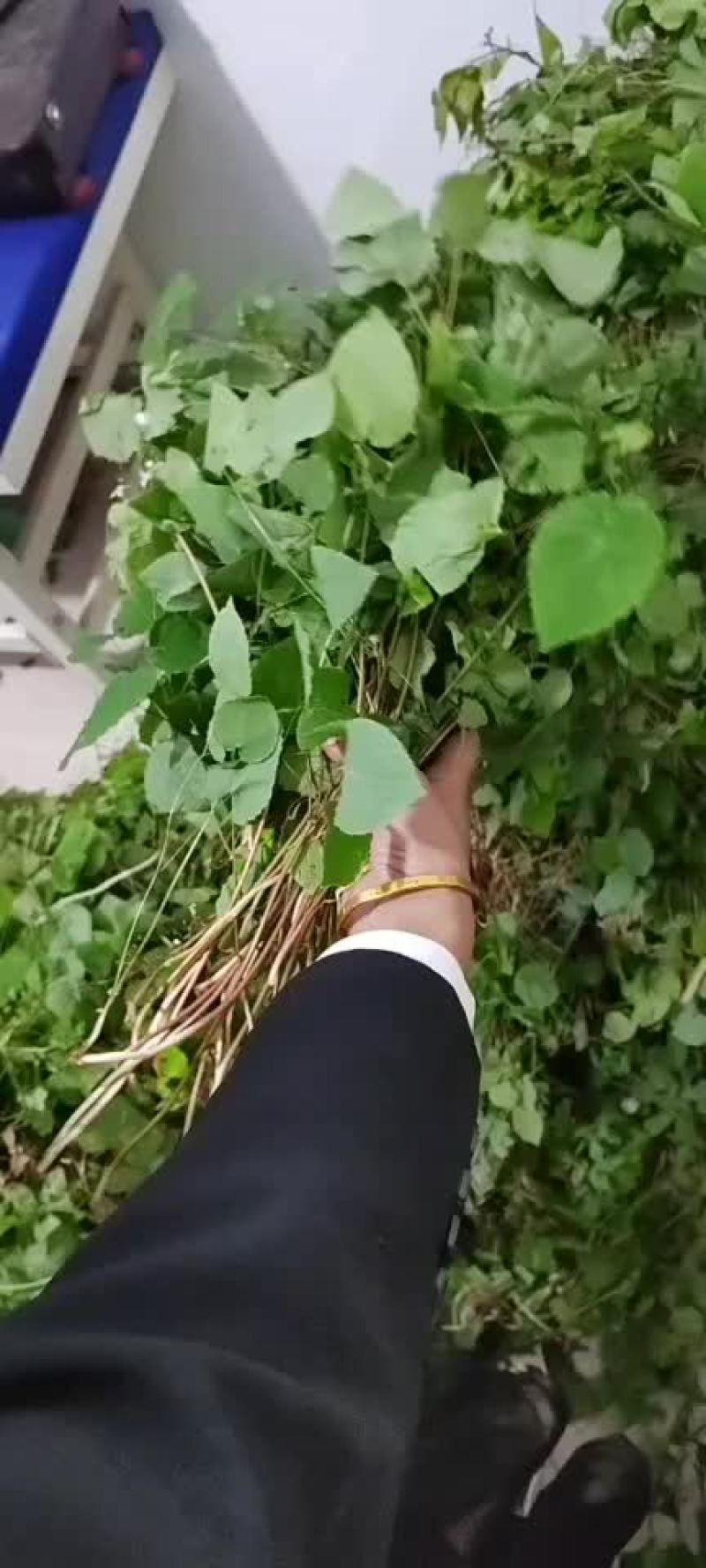 淫羊藿质量保障对接全国量大从优欢迎订购