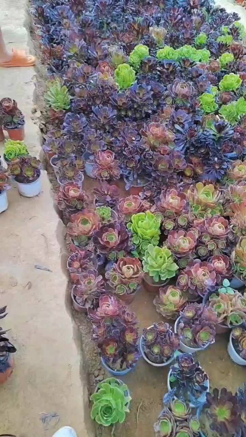 各种规格法师批发