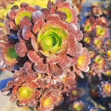 各种规格法师批发