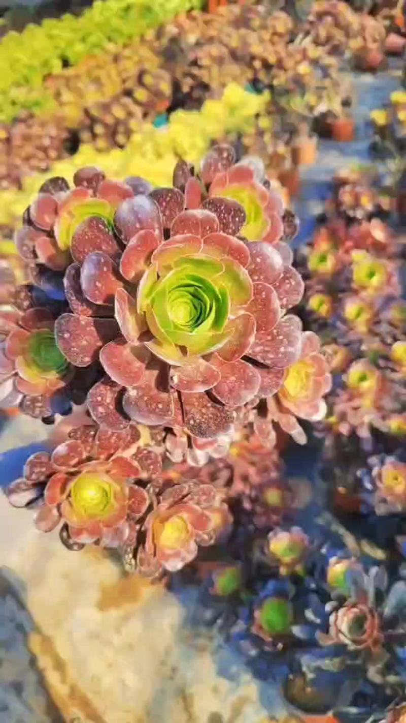 各种规格法师批发