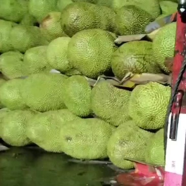 海南优质黄肉菠萝蜜,产地直发,精选大果欢迎订购