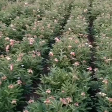 白芍芽