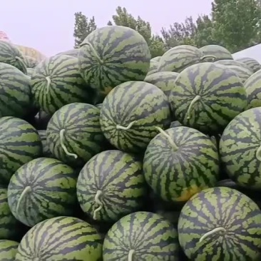 西瓜精品甜王，京新西瓜