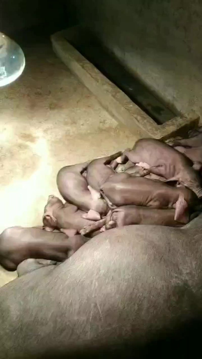 原生态养殖黑猪