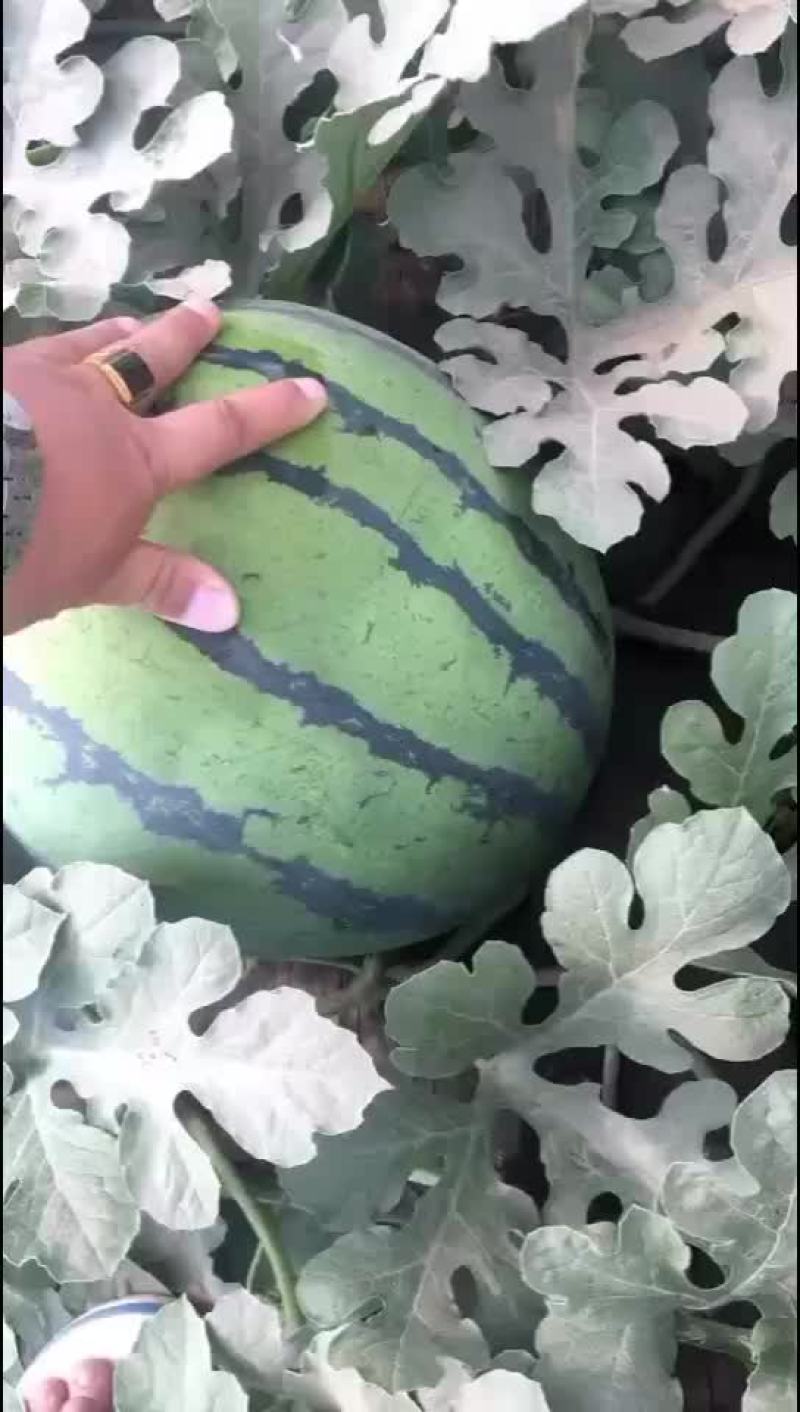 甜王西瓜8斤打底9成熟1茬