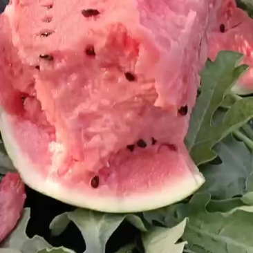 盖州锦王，甜王西瓜，皮薄汁多，口感好。大量上市。