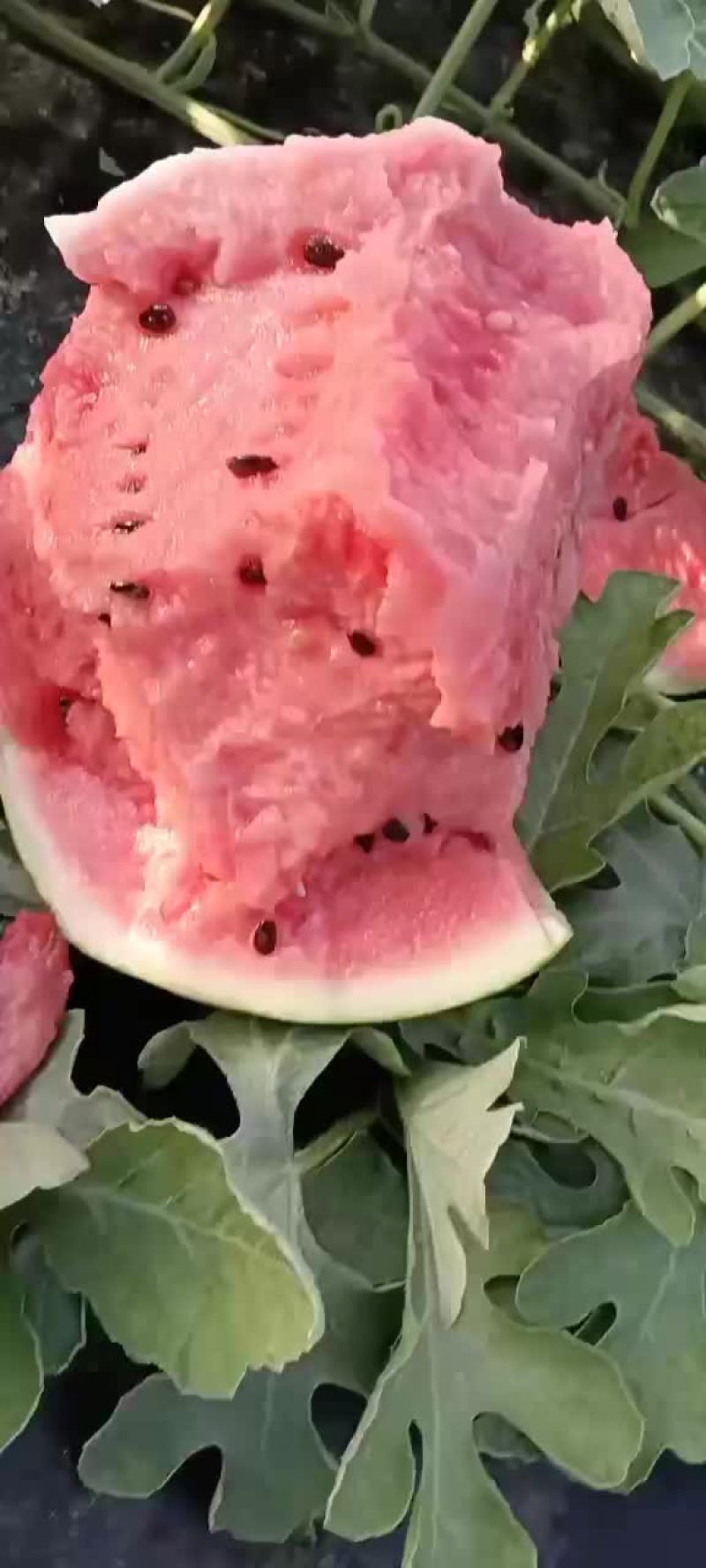 盖州锦王，甜王西瓜，皮薄汁多，口感好。大量上市。