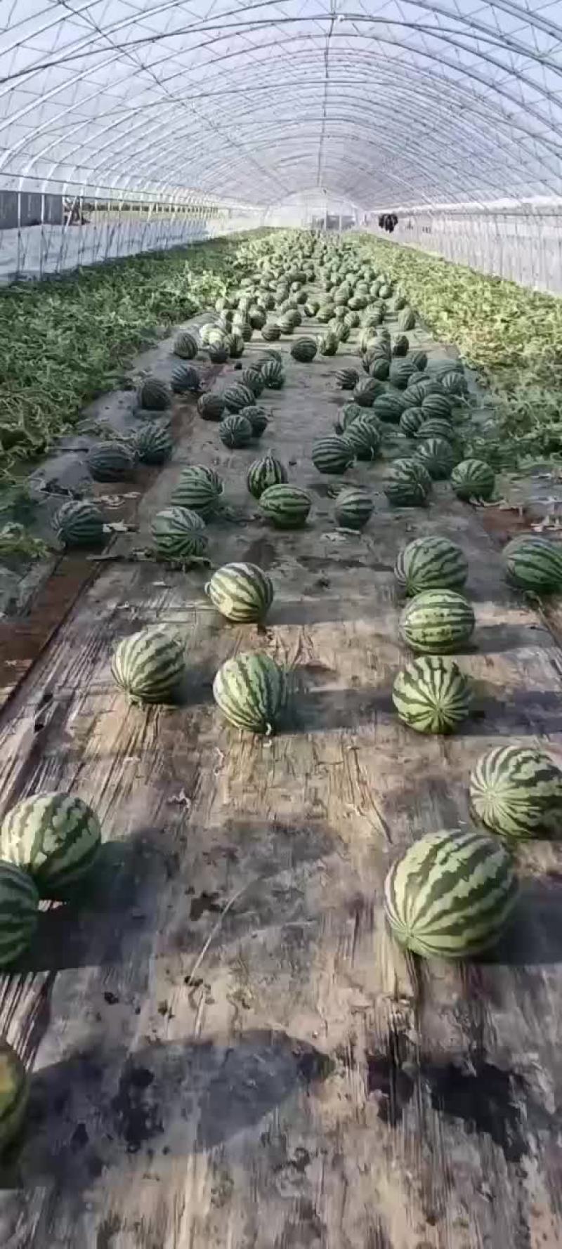 盖州锦王，甜王西瓜，皮薄汁多，口感好。大量上市。