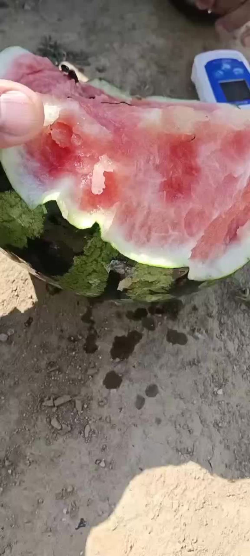 盖州锦王，甜王西瓜，皮薄汁多，口感好。大量上市。
