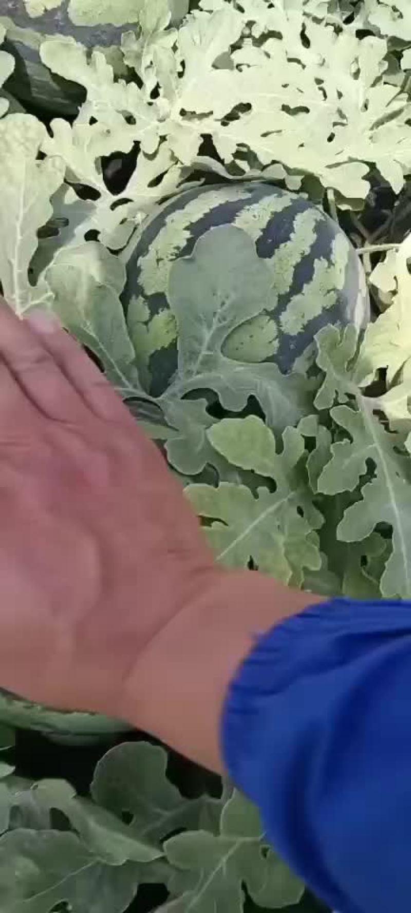 盖州锦王，甜王西瓜，皮薄汁多，口感好。大量上市。