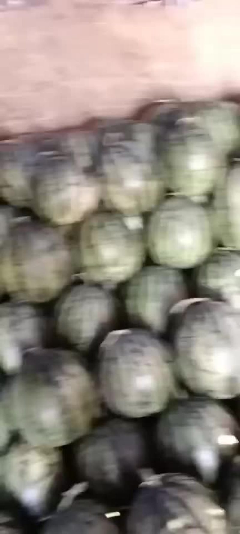 盖州锦王，甜王西瓜，皮薄汁多，口感好。大量上市。