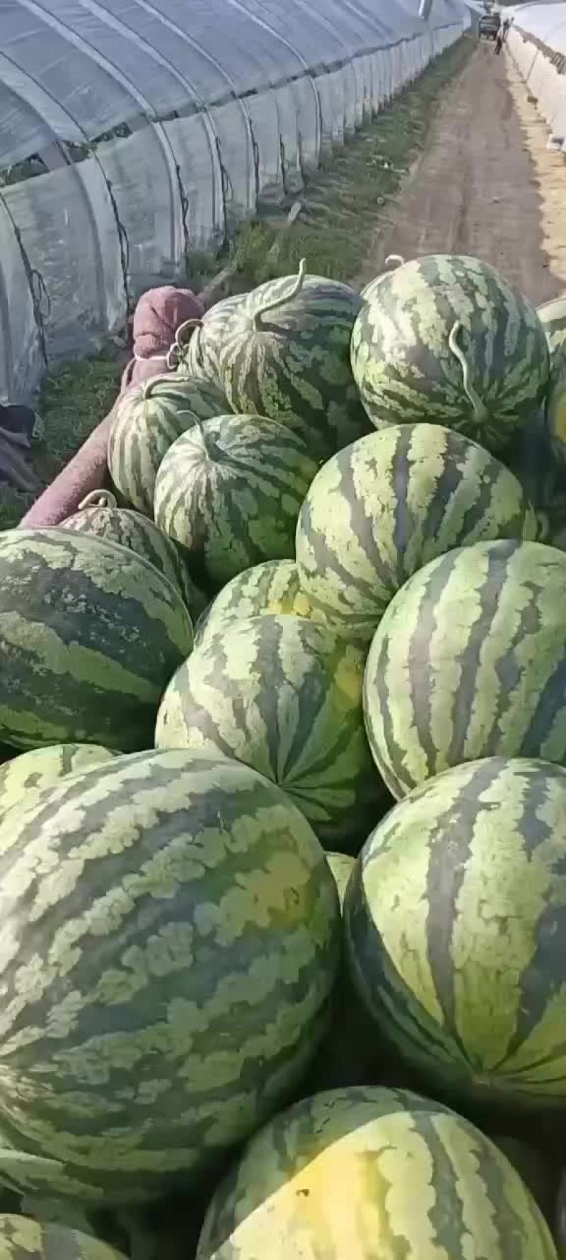 盖州锦王，甜王西瓜，皮薄汁多，口感好。大量上市。