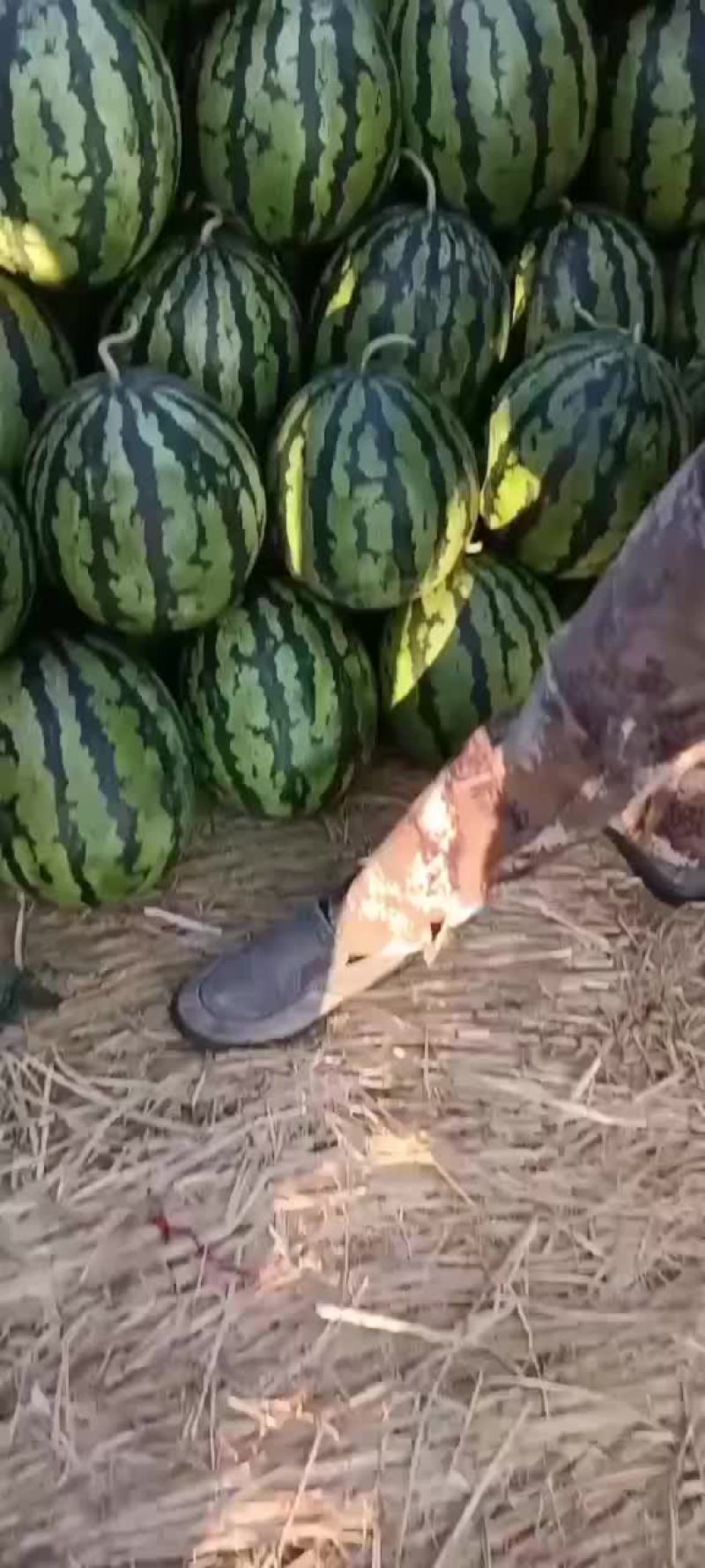 盖州锦王，甜王西瓜，皮薄汁多，口感好。大量上市。