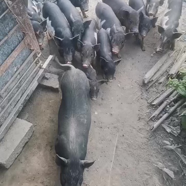 海南白沙放养五脚猪