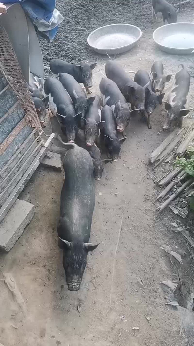 海南白沙放养五脚猪