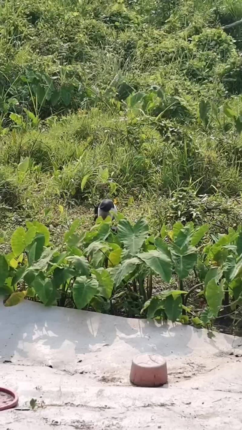 海南白沙放养五脚猪