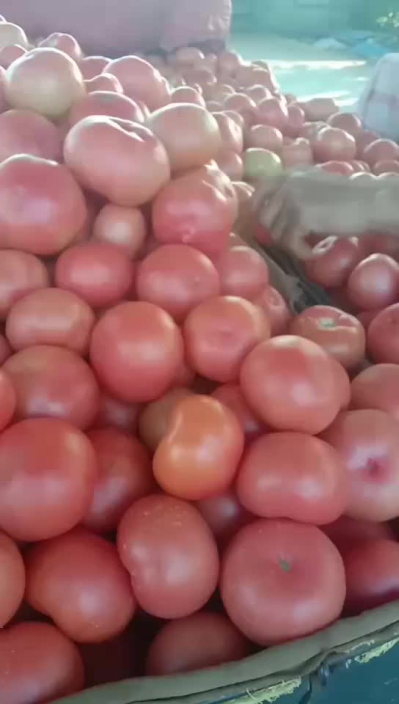 精品西红柿，大量上市。