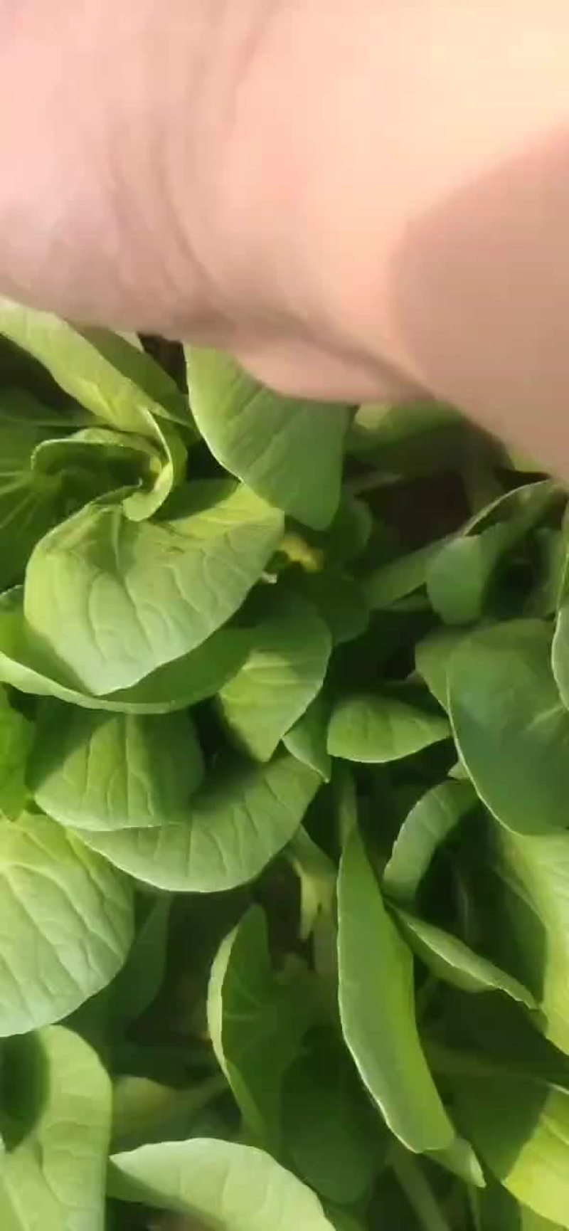 精品小棵上海青